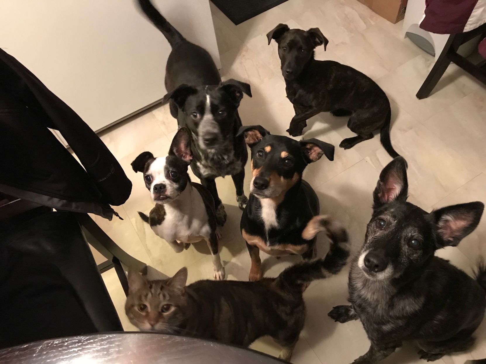 Pets